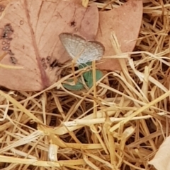 Zizina otis (Common Grass-Blue) at ANU Dickson Precinct - 15 Jan 2020 by Bioparticles