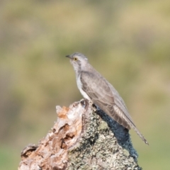Heteroscenes pallidus (Pallid Cuckoo) at Penrose - 1 Nov 2019 by NigeHartley