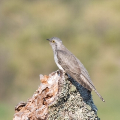 Cacomantis pallidus (Pallid Cuckoo) at Penrose - 1 Nov 2019 by NigeHartley