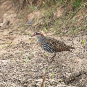 Gallirallus philippensis at Dunlop, ACT - 15 Jan 2020