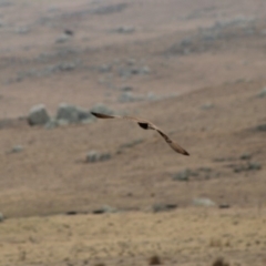 Falco berigora at Northangera, NSW - 15 Jan 2020