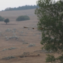 Falco berigora at Northangera, NSW - 15 Jan 2020