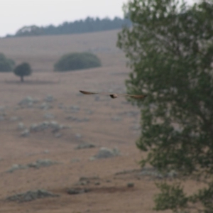 Falco berigora at Northangera, NSW - 15 Jan 2020