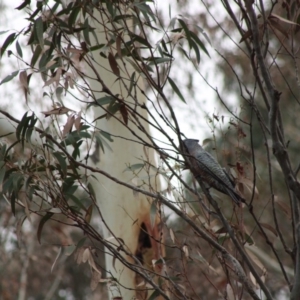 Callocephalon fimbriatum at Monga, NSW - suppressed