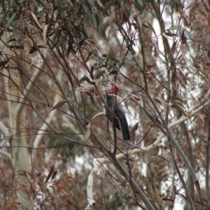 Callocephalon fimbriatum at Monga, NSW - suppressed