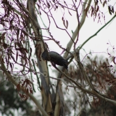 Callocephalon fimbriatum at Monga, NSW - suppressed