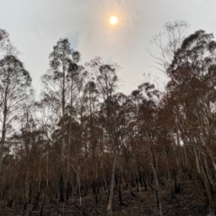 Callocephalon fimbriatum at Monga, NSW - suppressed