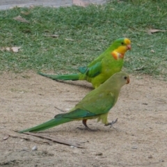 Polytelis swainsonii (Superb Parrot) at Federal Golf Course - 15 Jan 2020 by JackyF