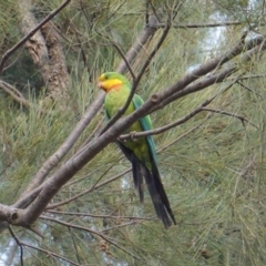 Polytelis swainsonii (Superb Parrot) at Federal Golf Course - 15 Jan 2020 by JackyF