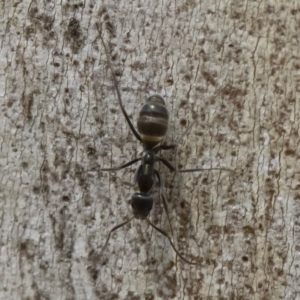 Iridomyrmex mayri at Bredbo, NSW - 12 Jan 2020 02:20 PM