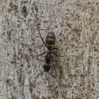 Iridomyrmex mayri at Bredbo, NSW - 12 Jan 2020 by Illilanga