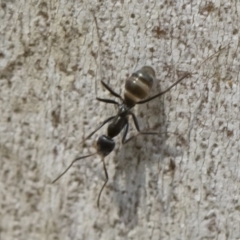 Iridomyrmex mayri at Bredbo, NSW - 12 Jan 2020 02:20 PM