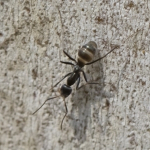 Iridomyrmex mayri at Bredbo, NSW - 12 Jan 2020 02:20 PM