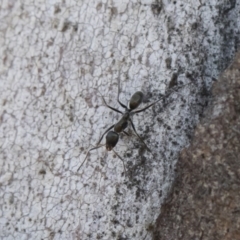 Iridomyrmex mayri at Bredbo, NSW - 12 Jan 2020 02:20 PM