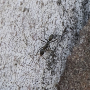 Iridomyrmex mayri at Bredbo, NSW - 12 Jan 2020