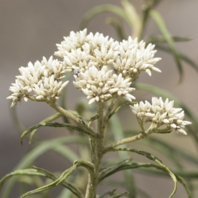 Cassinia longifolia (Shiny Cassinia, Cauliflower Bush) at Bredbo, NSW - 12 Jan 2020 by Illilanga