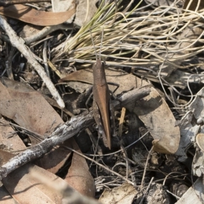 Goniaea opomaloides (Mimetic Gumleaf Grasshopper) at Bredbo, NSW - 12 Jan 2020 by Illilanga