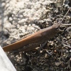 Goniaea opomaloides at Bredbo, NSW - 12 Jan 2020