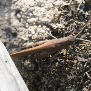 Goniaea opomaloides at Bredbo, NSW - 12 Jan 2020