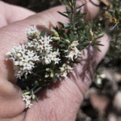 Acrothamnus hookeri (Mountain Beard Heath) at Tuross, NSW - 27 Nov 2019 by Illilanga