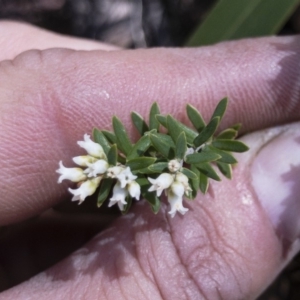 Acrothamnus hookeri at Tuross, NSW - 27 Nov 2019