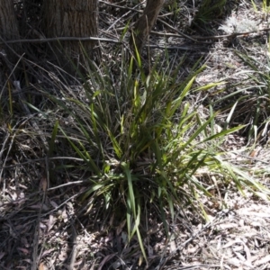 Dianella tasmanica at Tuross, NSW - 27 Nov 2019