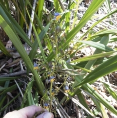 Dianella tasmanica at Tuross, NSW - 27 Nov 2019 02:32 PM