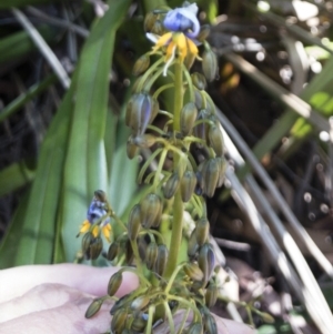 Dianella tasmanica at Tuross, NSW - 27 Nov 2019