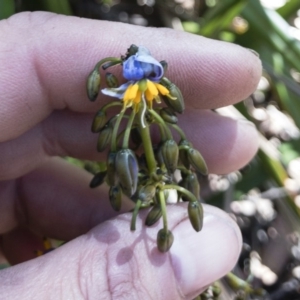 Dianella tasmanica at Tuross, NSW - 27 Nov 2019 02:32 PM