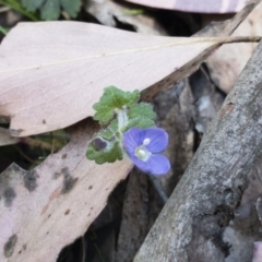 Veronica calycina (Hairy Speedwell) at Tuross, NSW - 27 Nov 2019 by Illilanga