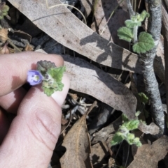 Veronica calycina at Tuross, NSW - 27 Nov 2019 02:36 PM