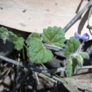 Veronica calycina at Tuross, NSW - 27 Nov 2019 02:36 PM