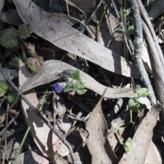 Veronica calycina at Tuross, NSW - 27 Nov 2019 02:36 PM