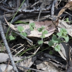 Veronica calycina at Tuross, NSW - 27 Nov 2019 02:36 PM