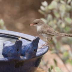 Malurus cyaneus (Superb Fairywren) at Michelago, NSW - 10 Jan 2020 by Illilanga