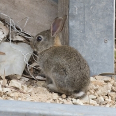 Oryctolagus cuniculus (European Rabbit) at Michelago, NSW - 10 Jan 2020 by Illilanga