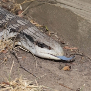 Tiliqua scincoides scincoides at Evatt, ACT - 15 Jan 2020