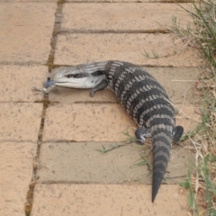 Tiliqua scincoides scincoides at Evatt, ACT - 15 Jan 2020 03:49 PM