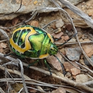 Scutiphora pedicellata at Cotter River, ACT - 14 Jan 2020