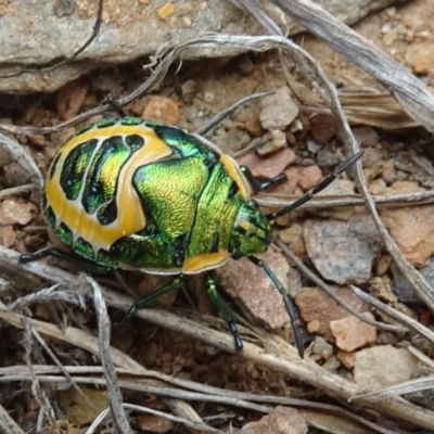 Scutiphora pedicellata (Metallic Jewel Bug) at Bendora Reservoir - 14 Jan 2020 by Ranger788