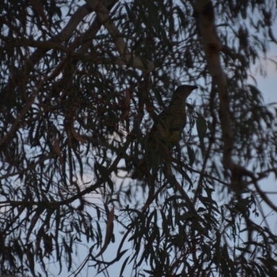Ptilonorhynchus violaceus (Satin Bowerbird) at Wamboin, NSW - 24 Nov 2019 by natureguy
