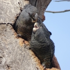 Callocephalon fimbriatum (Gang-gang Cockatoo) at O'Malley, ACT - 16 Jan 2020 by roymcd