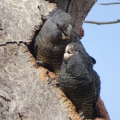 Callocephalon fimbriatum at O'Malley, ACT - 16 Jan 2020