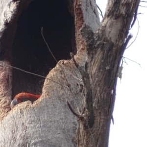 Callocephalon fimbriatum at O'Malley, ACT - 16 Jan 2020