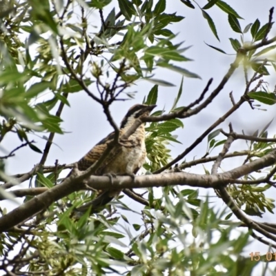 Eudynamys orientalis (Pacific Koel) at Weston, ACT - 15 Jan 2020 by AliceH