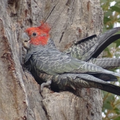 Callocephalon fimbriatum (Gang-gang Cockatoo) at O'Malley, ACT - 16 Jan 2020 by roymcd