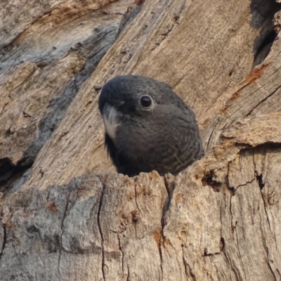 Callocephalon fimbriatum (Gang-gang Cockatoo) at O'Malley, ACT - 13 Jan 2020 by roymcd