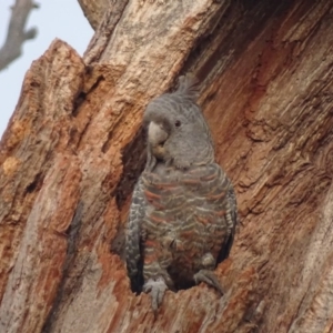 Callocephalon fimbriatum at O'Malley, ACT - suppressed