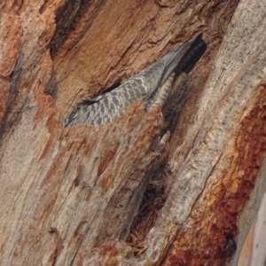 Callocephalon fimbriatum at O'Malley, ACT - suppressed