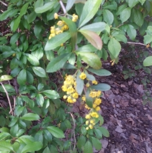 Berberis vulgaris at Parkes, ACT - 11 Oct 2019